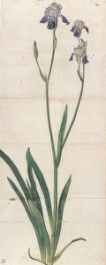青い花のアイリス-アイリスゲルマニカ（アイリストロイアナ？）。 1503年頃 作： Albrecht Dürer