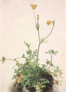キンポウゲ、レッド クローバー、オオバコ、1526 年。 作： Albrecht Dürer