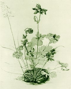 コロンバイン 作： Albrecht Dürer