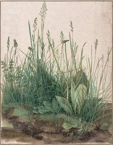 大きな芝生