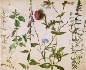 野生の花の8つの研究、1515-1520年頃。