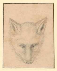 キツネの頭、正面から 作： Albrecht Dürer