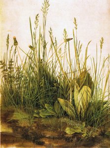 ドイツ語：Das große Rasenstück 大きな芝のかけら 作： アルブレヒト・デューラー