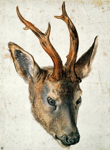 ノロジカの頭（紙にペンとインクとトイレ） 作： Albrecht Dürer