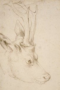 ローバックの頭 作： Albrecht Dürer