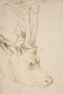 ローバックの頭、1503 作： Albrecht Dürer