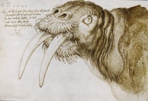 セイウチの頭、1521年。 作： Albrecht Dürer