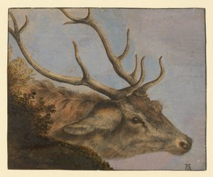 ヒルシュコプフ 作： Albrecht Dürer