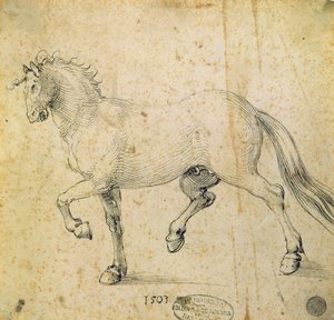 馬、1503（紙にペンとインク） 作： Albrecht Dürer