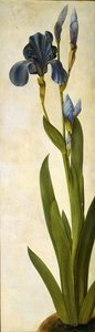 トロイの木馬アイリス、1505～1508年頃。