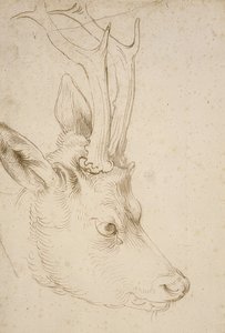 ローバックヘッド。 1503年頃 作： Albrecht Dürer