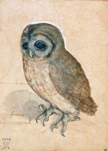 コキンメフクロウ、1508年。 作： Albrecht Dürer