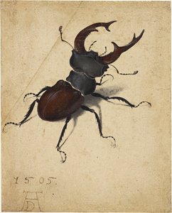 クワガタ、1505年。 作： Albrecht Dürer