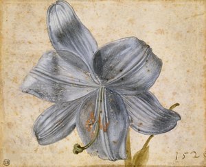 ユリの習作、1526年。