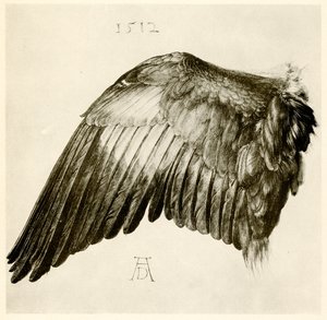 青いローラーの翼 作： Albrecht Dürer