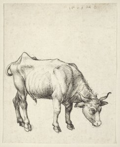 ヤングブル 作： Albrecht Dürer