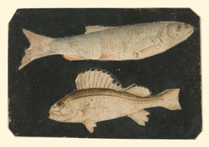  作： Albrecht Dürer