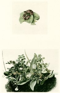 スミレ 作： Albrecht Dürer