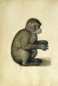 A Monkey（水彩・ガッシュ・紙 作： Albrecht Dürer