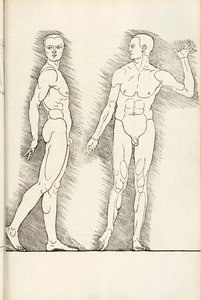 ここからの解剖学的な木版画は、1528年の人間の割合の4冊の本であると理解されています 作： Albrecht Dürer