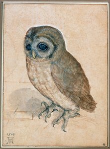 カエウシェン - 小さなフクロウ 作： アルブレヒト・デューラーまたはデューラー