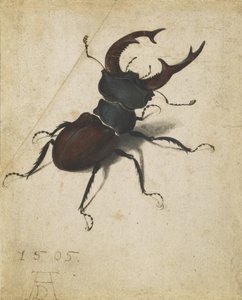 クワガタムシ 作： Albrecht Dürer