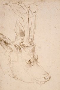 Tete de chevreuil male - Dessin de Albrecht Durer (1471-1528), vers 1503 - Roebuck の頭 - Albrecht Durer (1471-1528) による紙にペンとブラシ、灰色と茶色のインク、約 1503 - 22,8x15,3 cm - ネルソンアトキンス美術館、ミズーリ州カンザスシティ 作： Albrecht Dürer