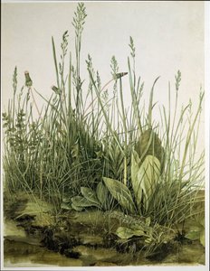 大きな芝生 作： Albrecht Dürer or Duerer