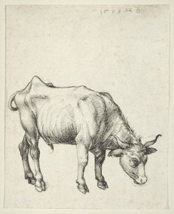 ヤングブル、1493年頃 作： Albrecht Dürer