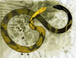 素晴らしい生き物: 2 つの頭を持つヘビ、アンフィスベネの表現。 アレッサンドロ・ロナティの絵