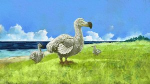 絶滅したドードー鳥の表現（イラスト） 作： アレッサンドロ・ロナティ