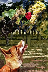 キツネとブドウ エソペ (紀元前 7 ～ 6 世紀) のギリシアの作家の寓話の挿絵。 イラストはアレサンドロ・ロナティ。 2010年 作： アレッサンドロ・ロナティ