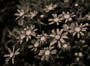 Untitled,2019,(photography) 作： Alex Caminker