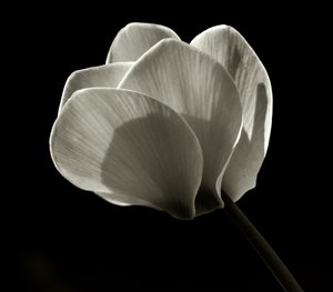 Untitled,2019,(photography) 作： Alex Caminker