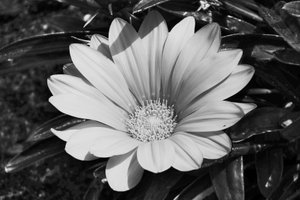 Untitled,2019,(photography) 作： Alex Caminker