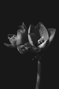 Untitled,2019,(photography) 作： Alex Caminker