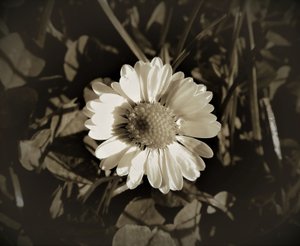 Untitled,2019,(photography) 作： Alex Caminker