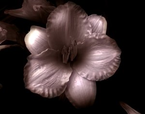 Untitled,2019,(photography) 作： Alex Caminker