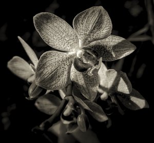もうひとつの世界、2019年、（写真 作： Alex Caminker