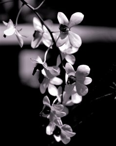 bunch,2019,（写真 作： Alex Caminker
