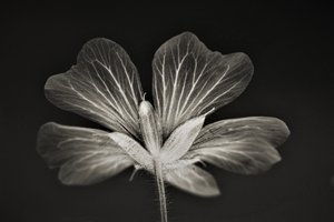 クラリティ,2019,(写真) 作： Alex Caminker