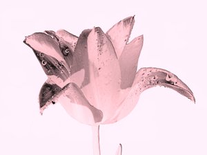 クリスタルピンクの花、2019年、(撮影) 作： Alex Caminker