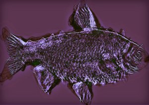 魚,2020,(ミクストメディア) 作： Alex Caminker