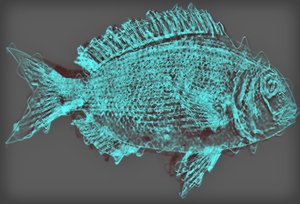 fish II,2020,(ミクストメディア) 作： Alex Caminker