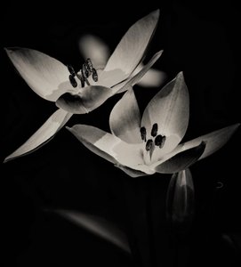 flight,2019,(photography)
