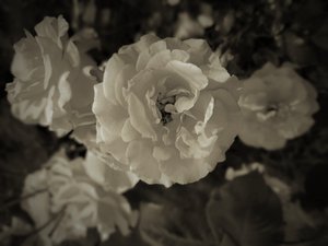 グループ、2019年、（写真 作： Alex Caminker