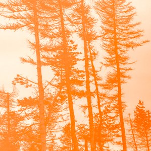 if the trees were orange, 2019, (collage) 作： Alex Caminker