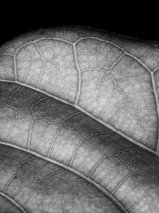 leave,2019,(photography) 作： Alex Caminker