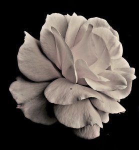 living geometry,2019,(photography) 作： Alex Caminker