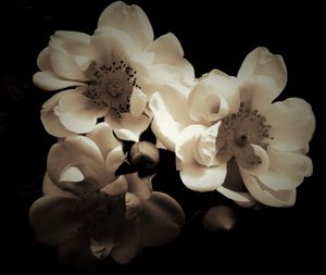 natural combination,2019,(photography) 作： Alex Caminker